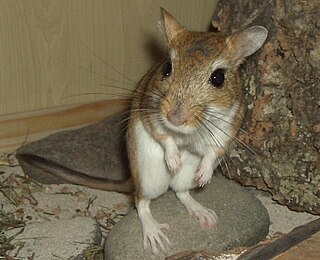 Persian jird Species of rodent