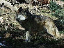 Mexican Grey Wolf near Big Lake Mexican grey wolf cheyenne mountain zoo.JPG