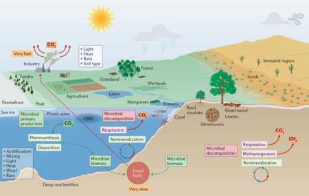 Tập_tin:Microorganisms_and_climate_change.png