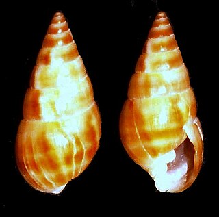 <i>Milda</i> (gastropod) Genus of gastropods