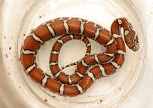 A young milk snake found in central Tennessee that has just eaten a lizard Milksnake2.jpg