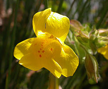 Mimulus guttatus flower 2003-03-13.jpg