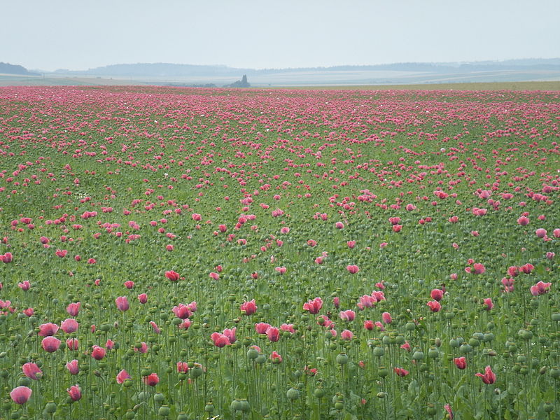 File:Mohnfeld Waldviertel2.JPG