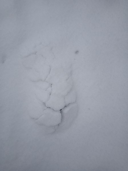 File:Molehill in snow.jpg