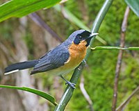 Spectacled Monarch (Monarcha trivirgatus) near Thornton Beach, Daintree, Queensland Australia