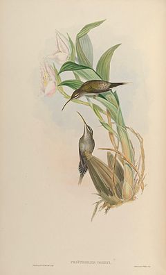 Phaethornis oseryi = Phaethornis hispidus