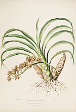 Thumbnail for Mormodes maculata