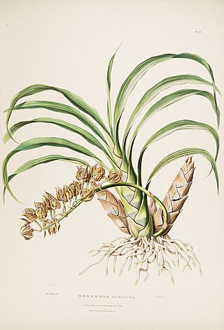 <i>Mormodes maculata</i> Species of orchid