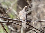 Thumbnail for File:Mourning dove in CP (65232).jpg