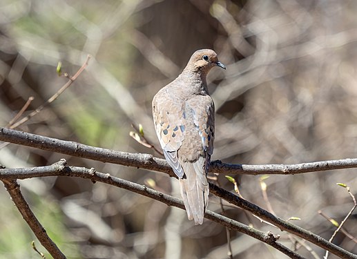 Mourning dove in Central Park