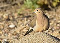 Mourning dove on Seedskadee National Wildlife Refuge (35061753650).jpg