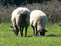 Des moutons à la Hague, Normandie