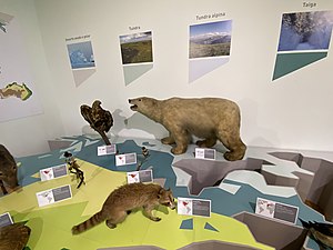 Animais disecados no Museo de Historia Natural de Santiago de Compostela (Galicia)