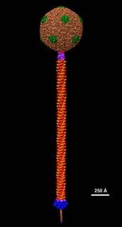 <span class="mw-page-title-main">Mycobacteriophage</span>