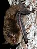 Myotis alcathoe - Manuel Ruedi - 1 - cropped.jpg