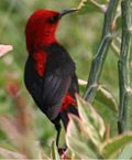 Miniatura para Myzomela cardinalis