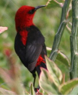 Cardinal myzomela Species of bird