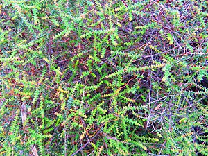 Native currant (Acrotriche depressa).JPG