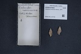 Colubraria reticosa