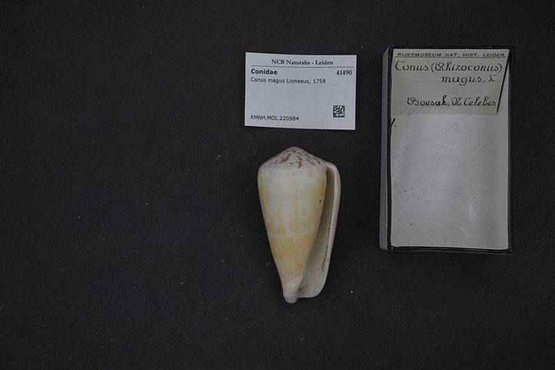 File:Naturalis Biodiversity Center - RMNH.MOL.220984 - Conus magus Linnaeus, 1758 - Conidae - Mollusc shell.jpeg