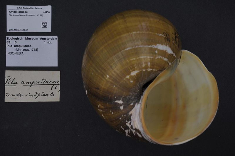 File:Naturalis Biodiversity Center - ZMA.MOLL.318080 - Pila ampullacea (Linnaeus, 1758) - Ampullariidae - Mollusc shell.jpeg