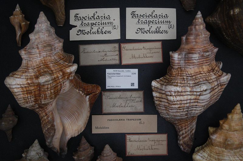 File:Naturalis Biodiversity Center - ZMA.MOLL.355621 - Pleuroploca trapezium (Linnaeus, 1758) - Fasciolariidae - Mollusc shell.jpeg