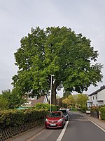 Oak in Diedenbergen