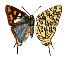 NeavePZSL1910Plate2, Cigaritis trimeni, ♂.jpg