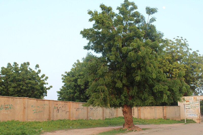 File:Neem Tree (Azadirachta Indica).jpg