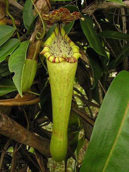 Nepenthes_boschiana