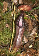 Nepenthes singalana