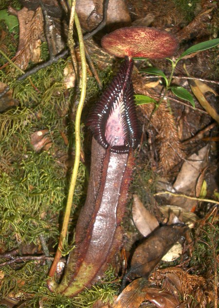 Nepenthes_singalana