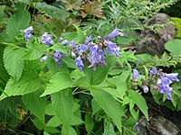 Nepeta subsessilis