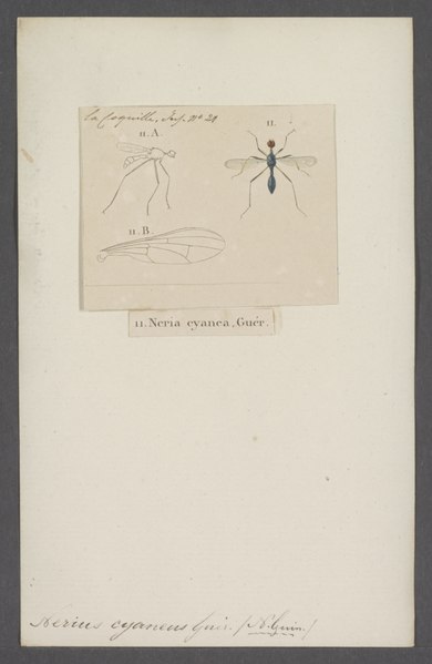 File:Nerius - Print - Iconographia Zoologica - Special Collections University of Amsterdam - UBAINV0274 039 07 0035.tif