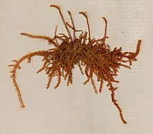 New Zealand Mosses Am media-v-838781 (Racopilum strumiferum).jpg