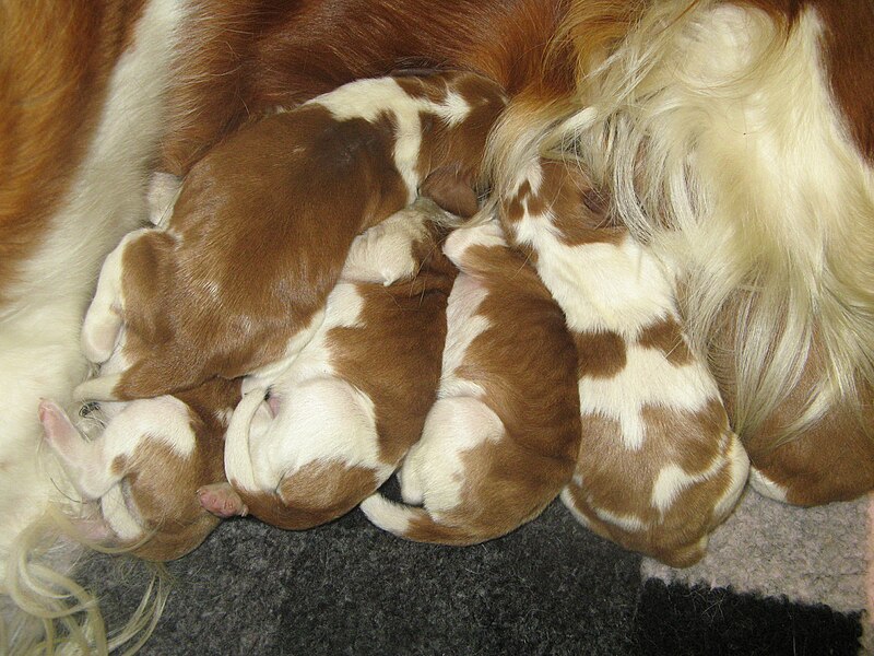 File:New born pups.JPG