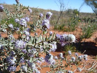 Newcastelia cephalantha flower Bloodwood Bore 1.jpg