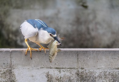 Night heron (Nycticorax nycticorax) after catching a carp (Cyprinus carpio), Gulbenkian Park, Lisbon, Portugal