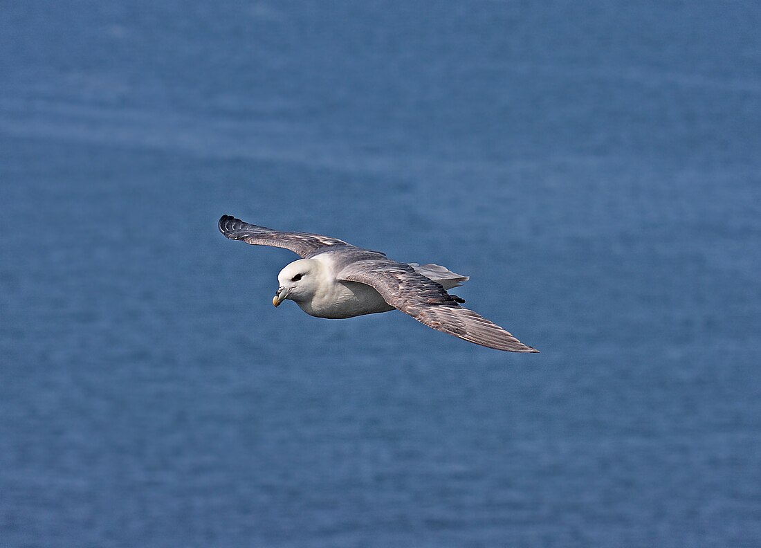 File:Northern-Fulmar 2.jpg