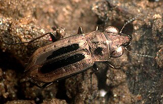 <i>Notiophilus semiopacus</i> Species of beetle