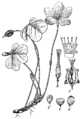 Oxalis acetosella Zajčja deteljica plate 73 in: Martin Cilenšek: Naše škodljive rastline Celovec (1892)