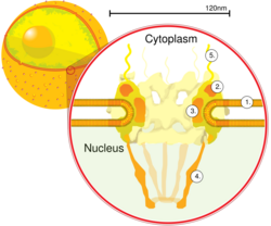Nuclear pore. Side view. 1. Nuclear envelope. 2. Outer ring. 3. Spokes. 4. Basket. 5. Filaments. (Drawing is based on electron microscopy images)