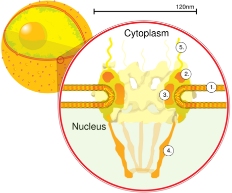 Nuclear pore glycoprotein p62