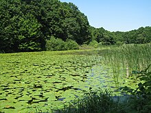 Fișier:Nymphaea_on_the_lake1.jpg