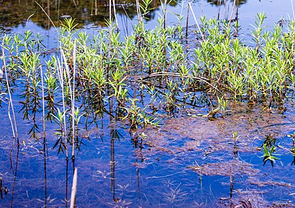 Oceana Pond