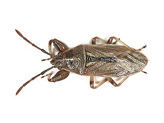 <i>Oedancala dorsalis</i> Species of true bug