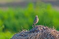 * Nomination Olive-backed Pipit. By User:Mildeep --Nirmal Dulal 10:16, 30 March 2024 (UTC) * Promotion  Support Good quality. --Ermell 10:41, 30 March 2024 (UTC)
