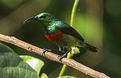 Description de l'image Olive-bellied Sunbird - Kakum NP - Ghana 14 S4E1596 (cropped).jpg.