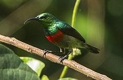 Zeytin Göbekli Sunbird - Kakum NP - Gana 14 S4E1596 (kırpılmış) .jpg