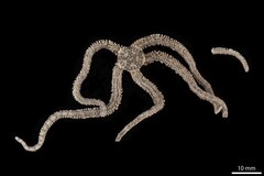 File:Ophiactis sinensis - OPH-000276 hab-dor.tif (Category:Echinodermata in the Natural History Museum of Denmark)